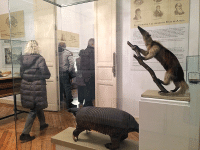 https://www.leona-arte.com/website/expos/files/gimgs/th-142_Felix-de-Azara-RANME-2021-04.gif